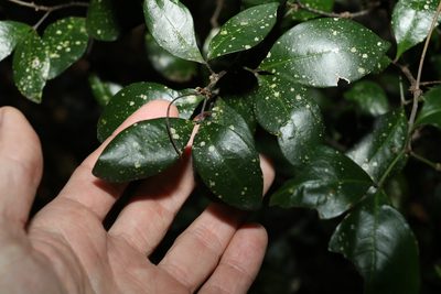Rhysotoechia bifoliolata, photographed by Greg Tasney