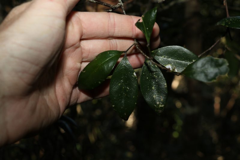 Rhysotoechia bifoliolata, photographed by Greg Tasney