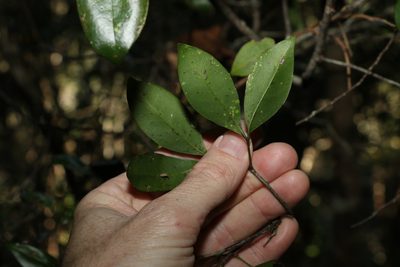 Rhysotoechia bifoliolata, photographed by Greg Tasney