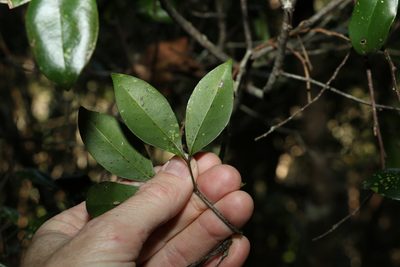 Rhysotoechia bifoliolata, photographed by Greg Tasney