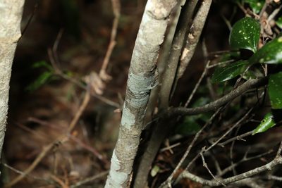 Rhysotoechia bifoliolata, photographed by Greg Tasney