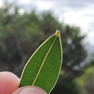 Acacia myrtifolia, photographed by ronavery
