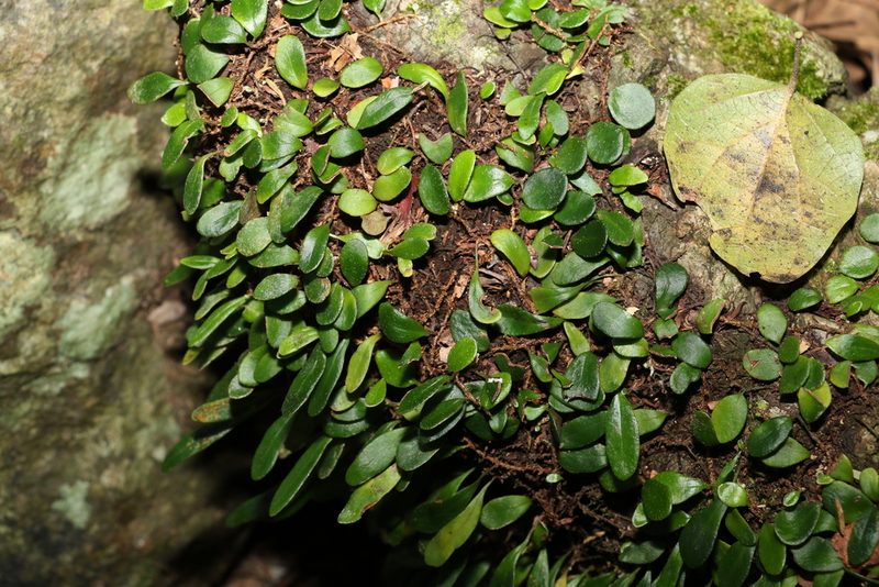 Pyrrosia rupestris, photographed by Greg Tasney