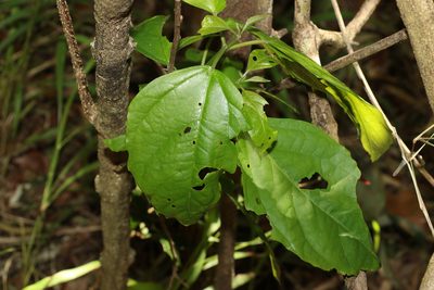 Clerodendrum floribundum, photographed by Greg Tasney