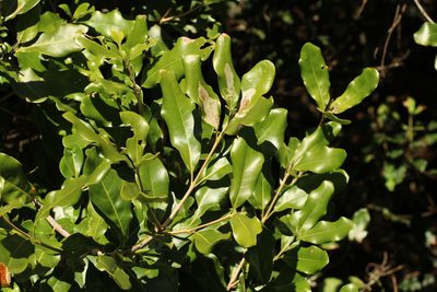 Toechima tenax, photographed by Greg Tasney