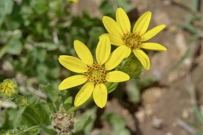 Engelmannia peristenia