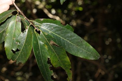 Bridelia exaltata, photographed by Greg Tasney