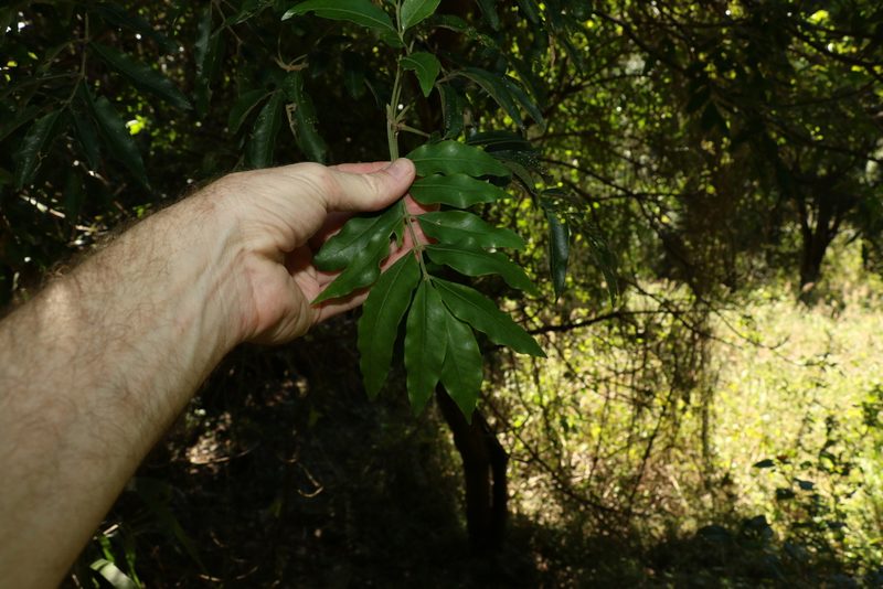 Flindersia xanthoxyla, photographed by Greg Tasney