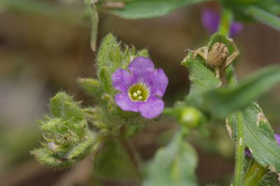 Nama hispida