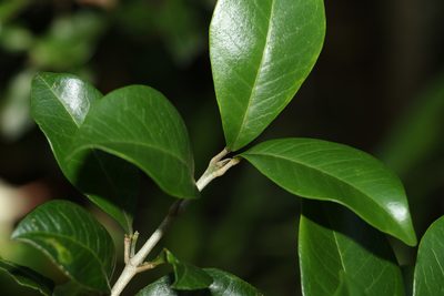 Acronychia pauciflora, photographed by Greg Tasney