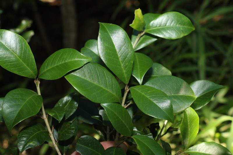 Acronychia pauciflora, photographed by Greg Tasney