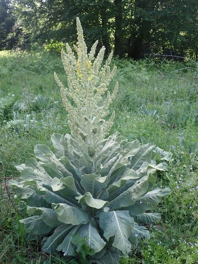 Verbascum bombyciferum, photographed by John Kenrick Gibson