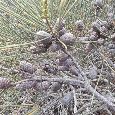 Allocasuarina distyla, photographed by ronavery