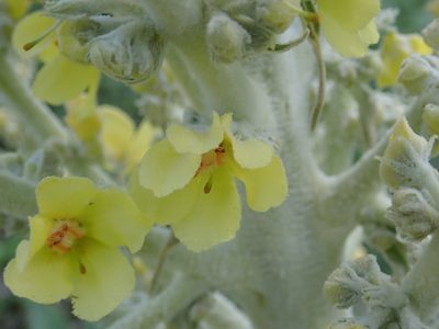 Verbascum bombyciferum, photographed by John Kenrick Gibson