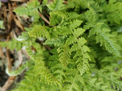 Woodsia ilvensis, photographed by Ilkka Kaita-aho