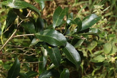 Elaeocarpus obovatus, photographed by Greg Tasney