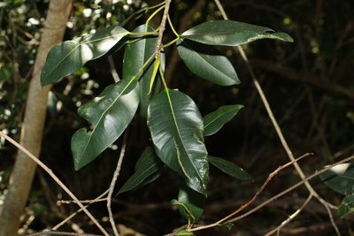 Ficus macrophylla, photographed by Greg Tasney