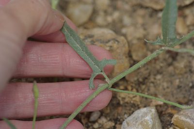 Convolvulus equitans, photographed by Michelle W. （鍾偉瑋）