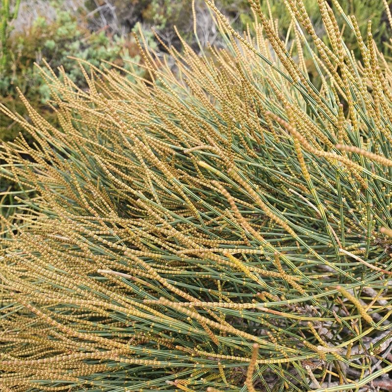 Allocasuarina distyla, photographed by ronavery
