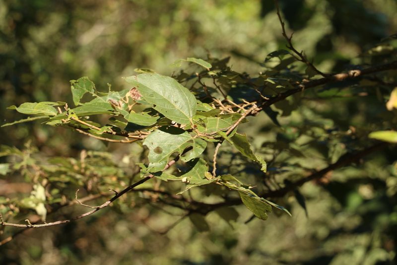Commersonia bartramia, photographed by Greg Tasney