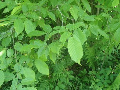 Carpinus caroliniana, photographed by Lynn Harper