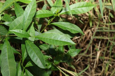 Tabernaemontana pandacaqui, photographed by Greg Tasney