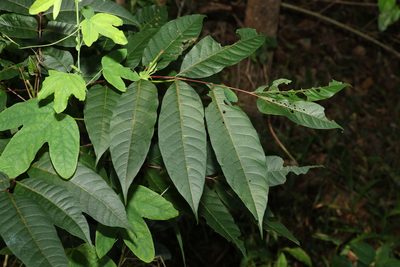 Toona ciliata, photographed by Greg Tasney