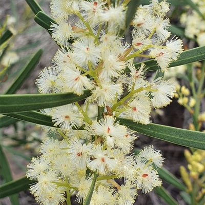 Acacia suaveolens, photographed by ronavery