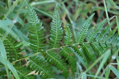 Pteridium esculentum, photographed by Greg Tasney