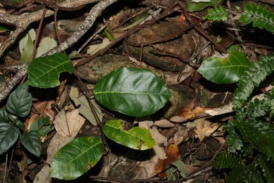 Trophis scandens, photographed by Greg Tasney