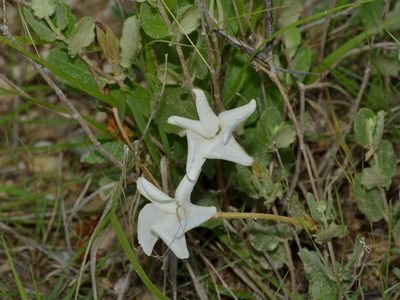 Mandevilla macrosiphon, photographed by Michelle W. （鍾偉瑋）