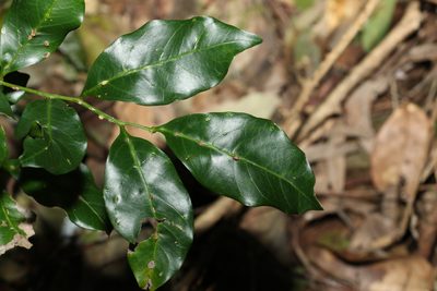 Toechima tenax, photographed by Greg Tasney