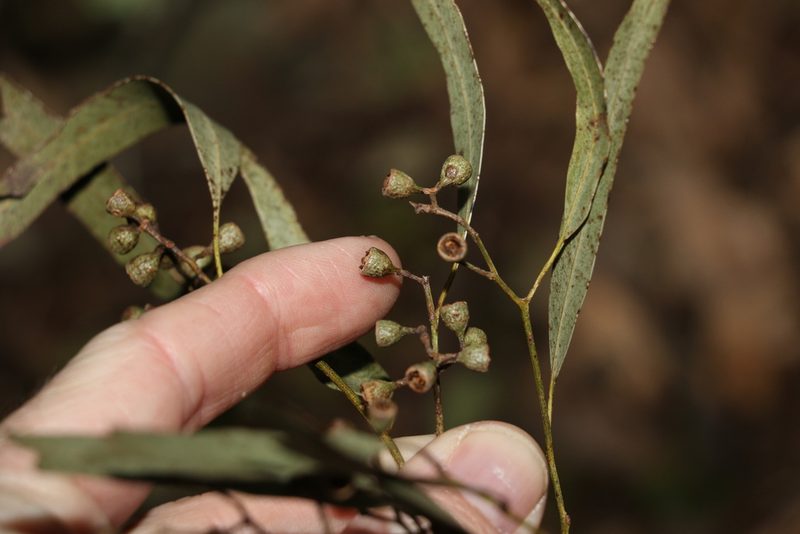 Eucalyptus siderophloia, photographed by Greg Tasney