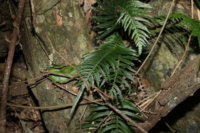 Doodia aspera, photographed by Greg Tasney