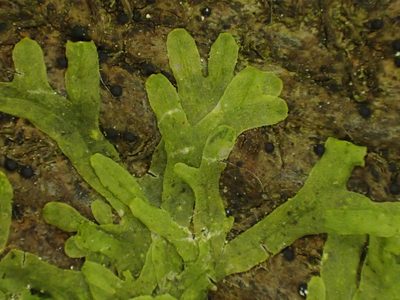 Metzgeria furcata, photographed by George Greiff