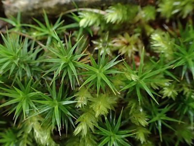 Polytrichum formosum, photographed by George Greiff