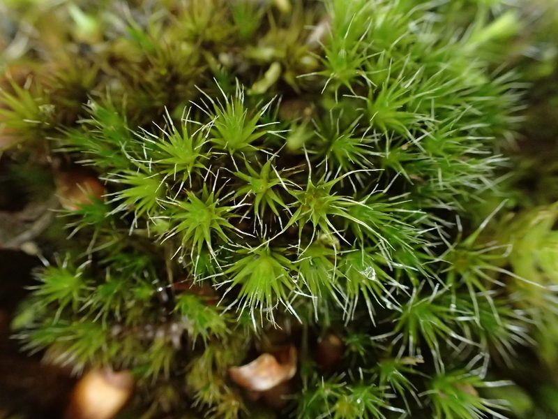 Campylopus introflexus, photographed by George Greiff