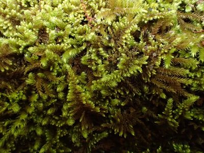 Ctenidium molluscum, photographed by George Greiff