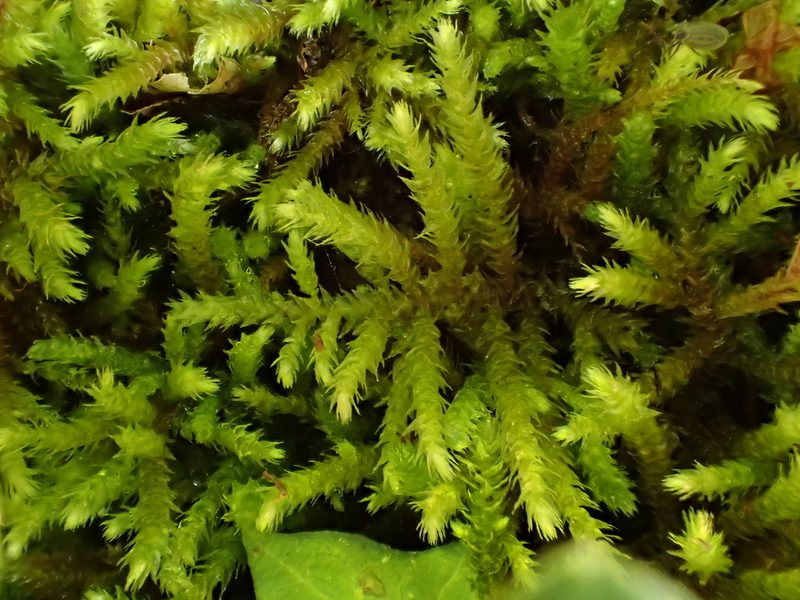 Eurhynchium striatum, photographed by George Greiff