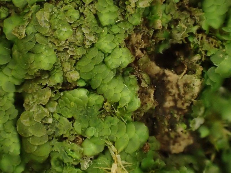 Radula complanata, photographed by George Greiff