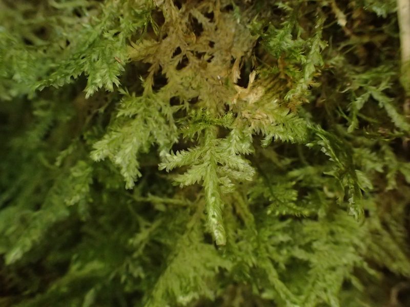 Alleniella complanata, photographed by George Greiff
