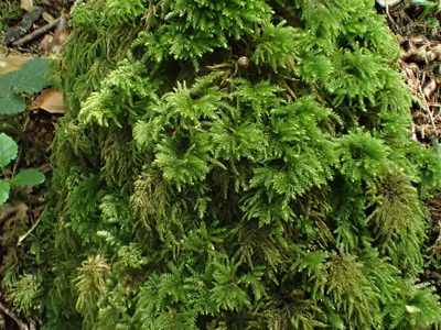 Thamnobryum alopecurum, photographed by George Greiff