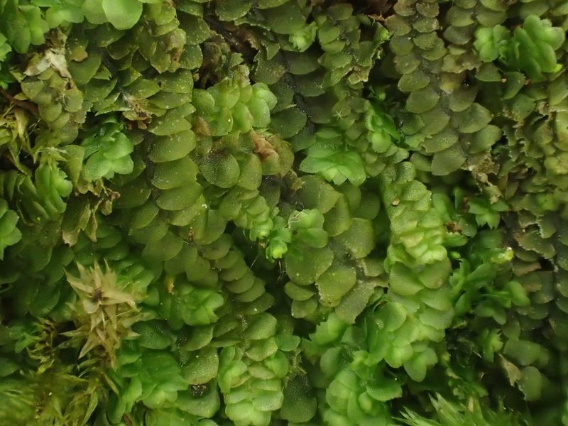 Calypogeia fissa, photographed by George Greiff