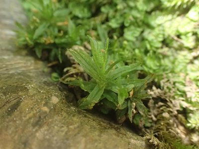Atrichum undulatum, photographed by George Greiff