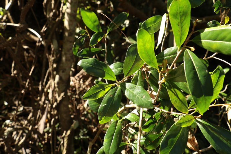 Myrsine variabilis, photographed by Greg Tasney
