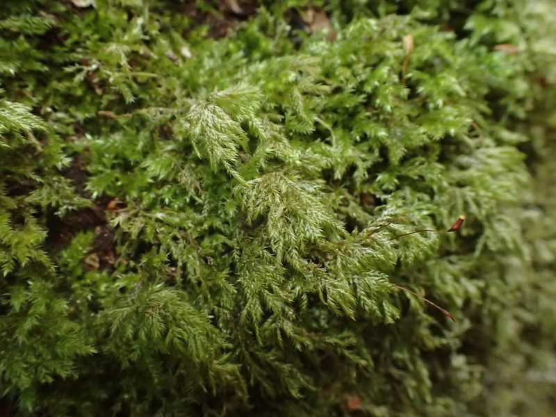 Pseudisothecium myosuroides, photographed by George Greiff