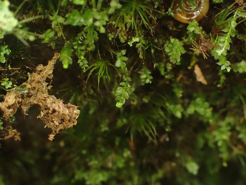 Tetraphis pellucida, photographed by George Greiff