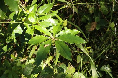 Pittosporum revolutum, photographed by Greg Tasney