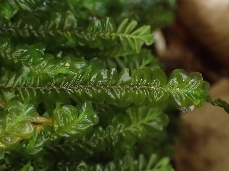 Plagiochila asplenioides, photographed by George Greiff