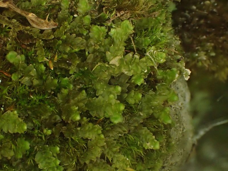 Porella platyphylla, photographed by George Greiff